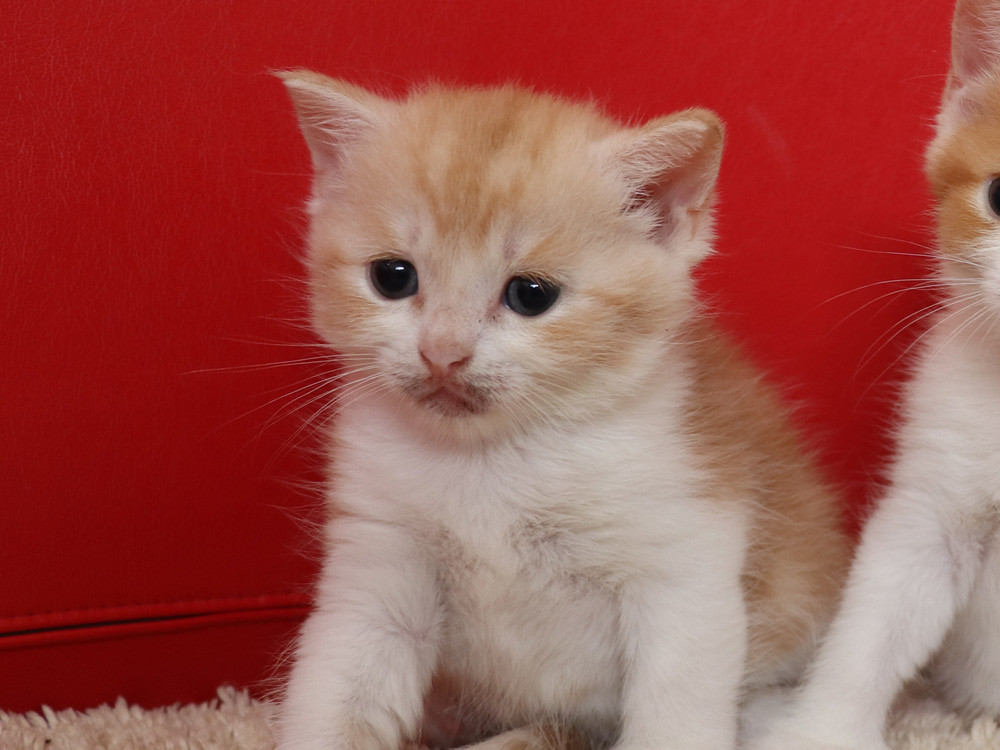 スコティッシュフォールドの子猫画像
