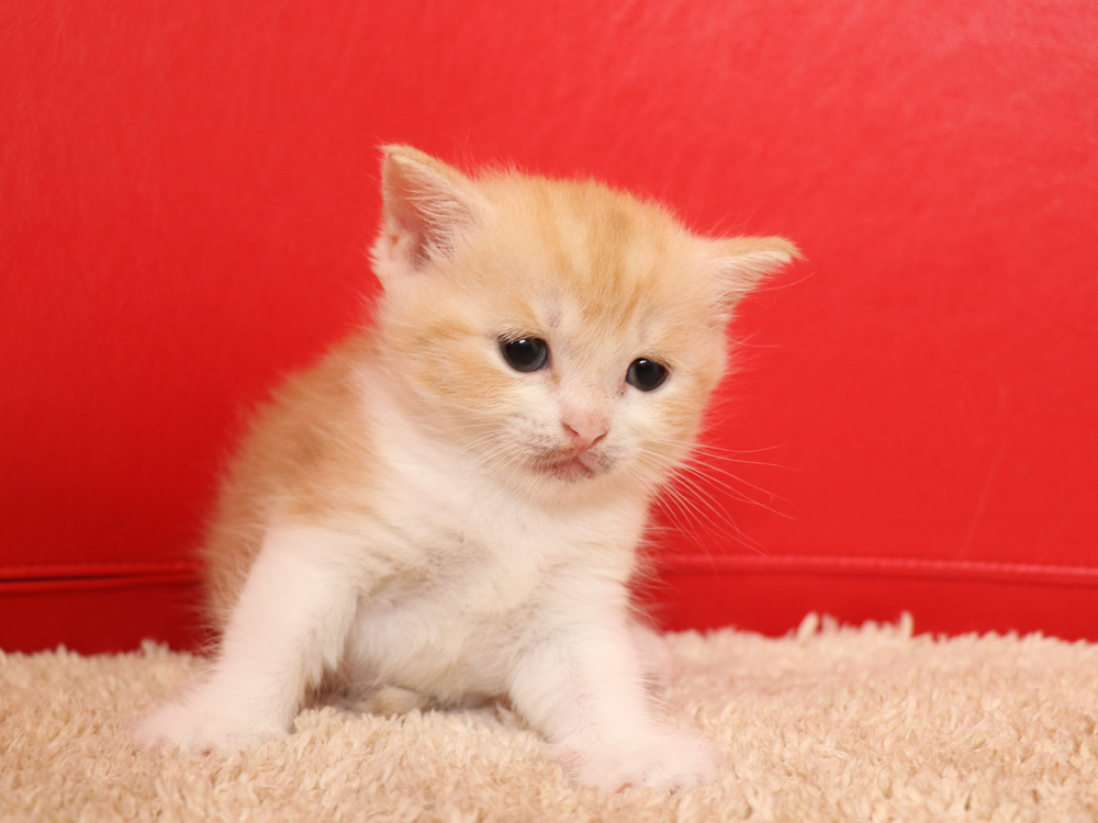 スコティッシュフォールドの子猫画像