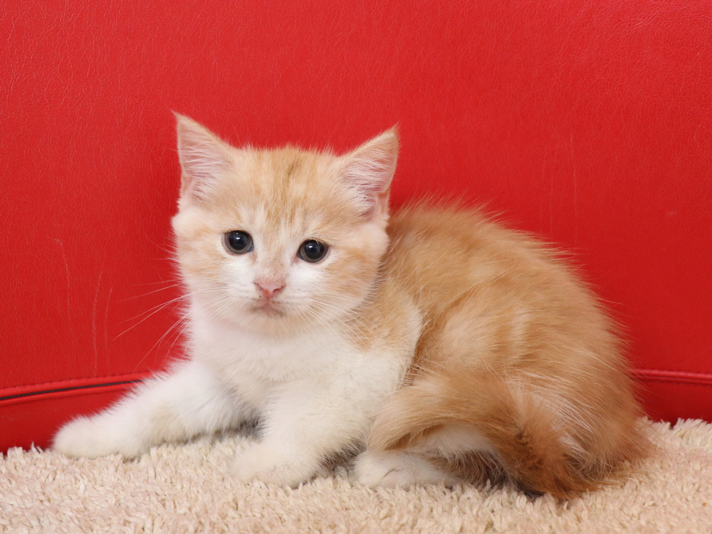 スコティッシュフォールドの子猫画像