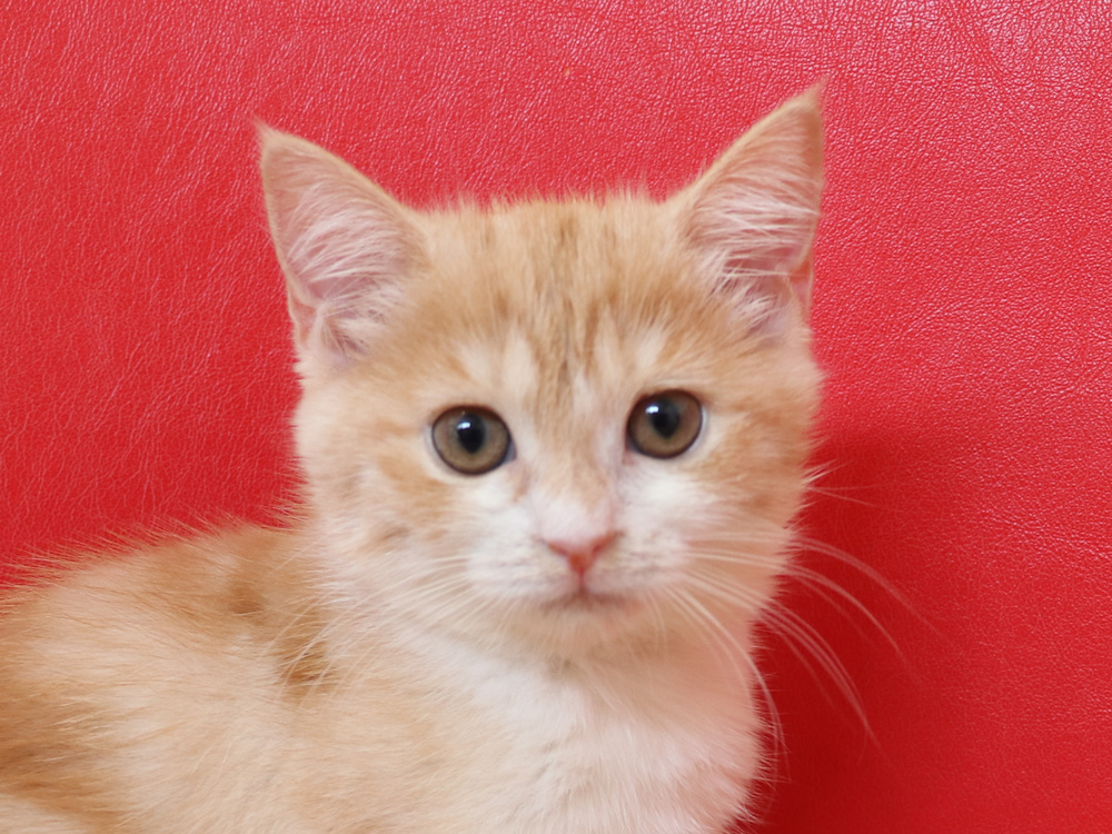 スコティッシュフォールドの子猫画像