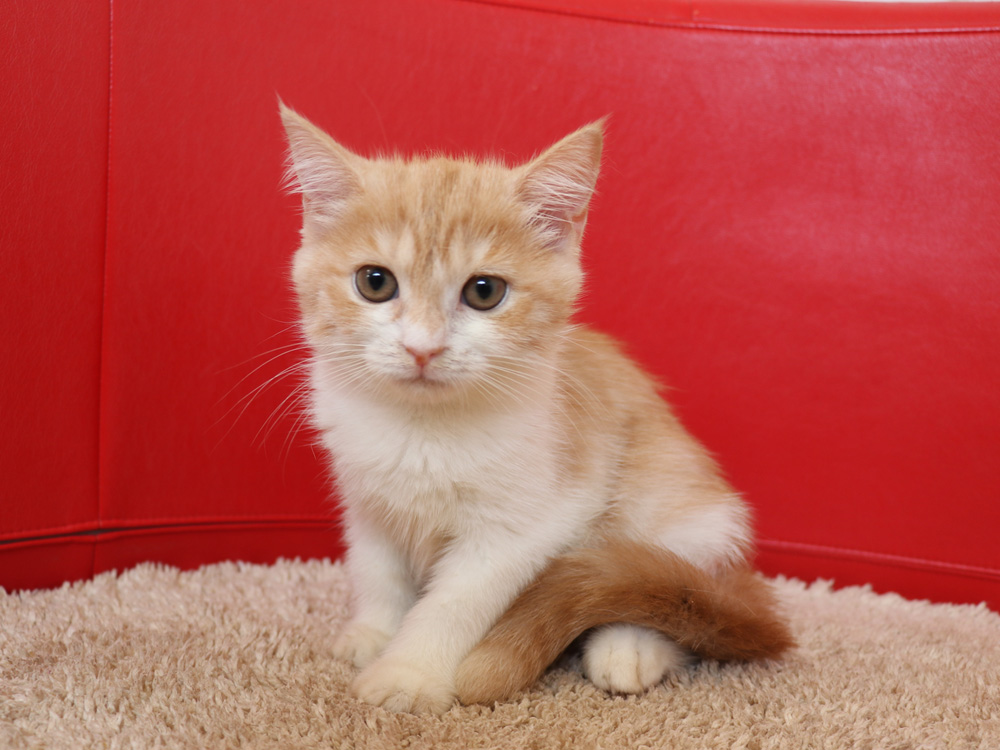 スコティッシュフォールドの子猫画像
