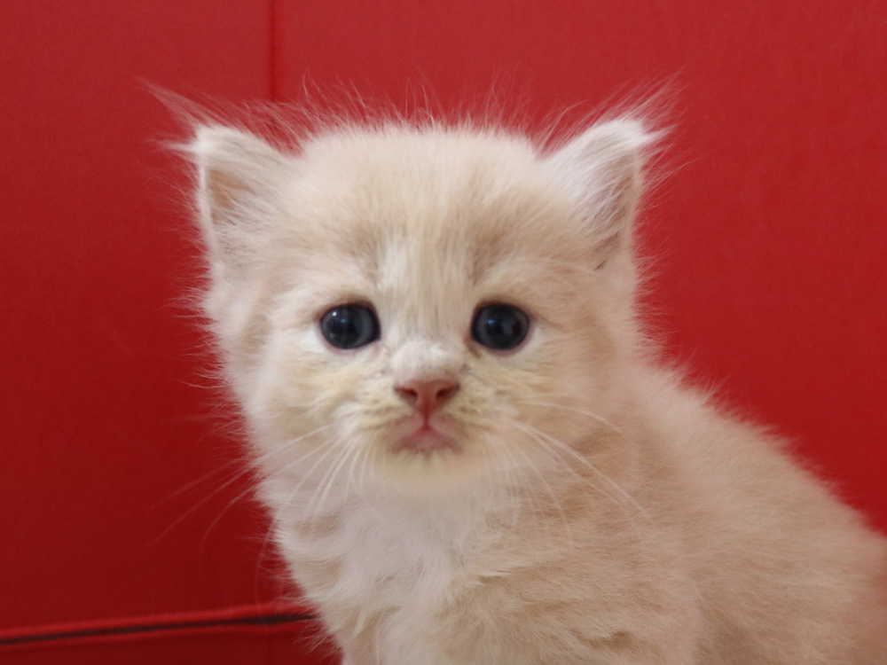 スコティッシュフォールドの子猫画像