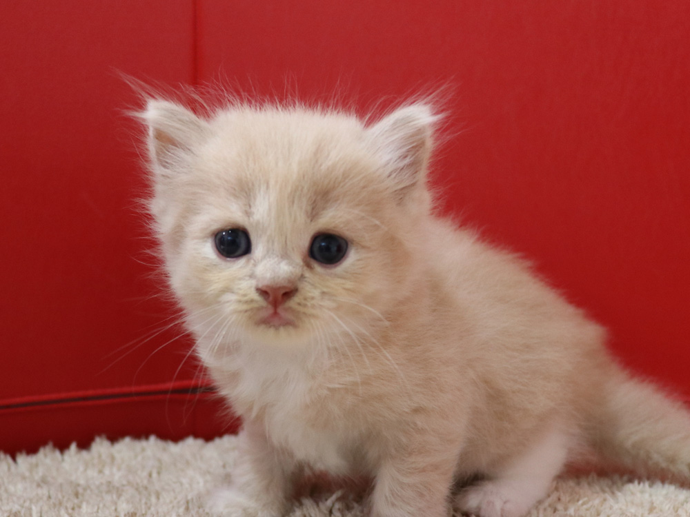 スコティッシュフォールドの子猫画像