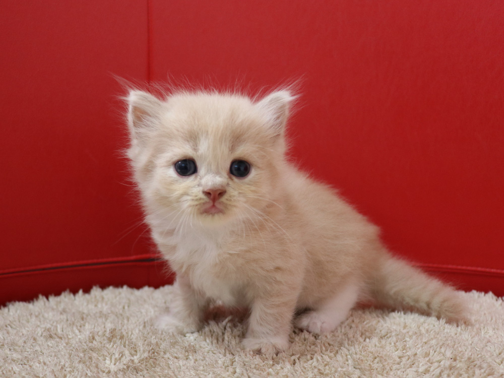 スコティッシュフォールドの子猫画像