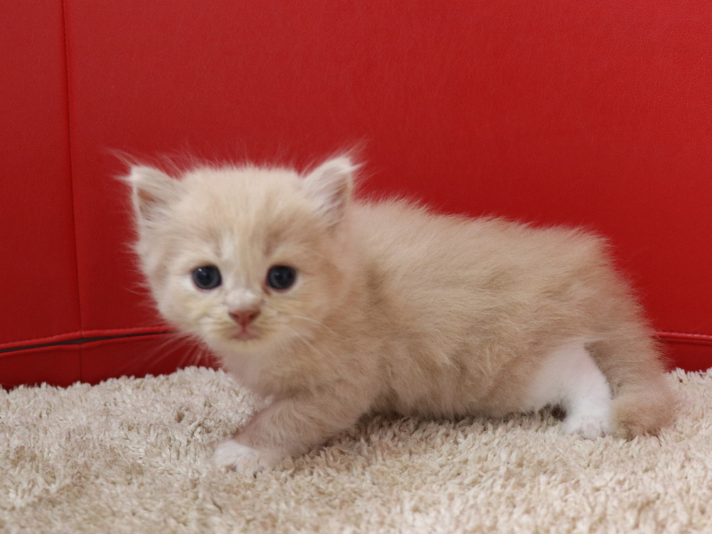 スコティッシュフォールドの子猫画像