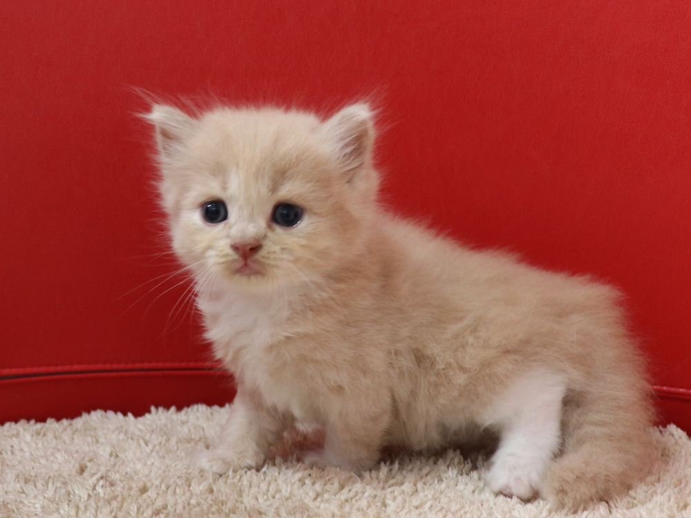 スコティッシュフォールドの子猫画像
