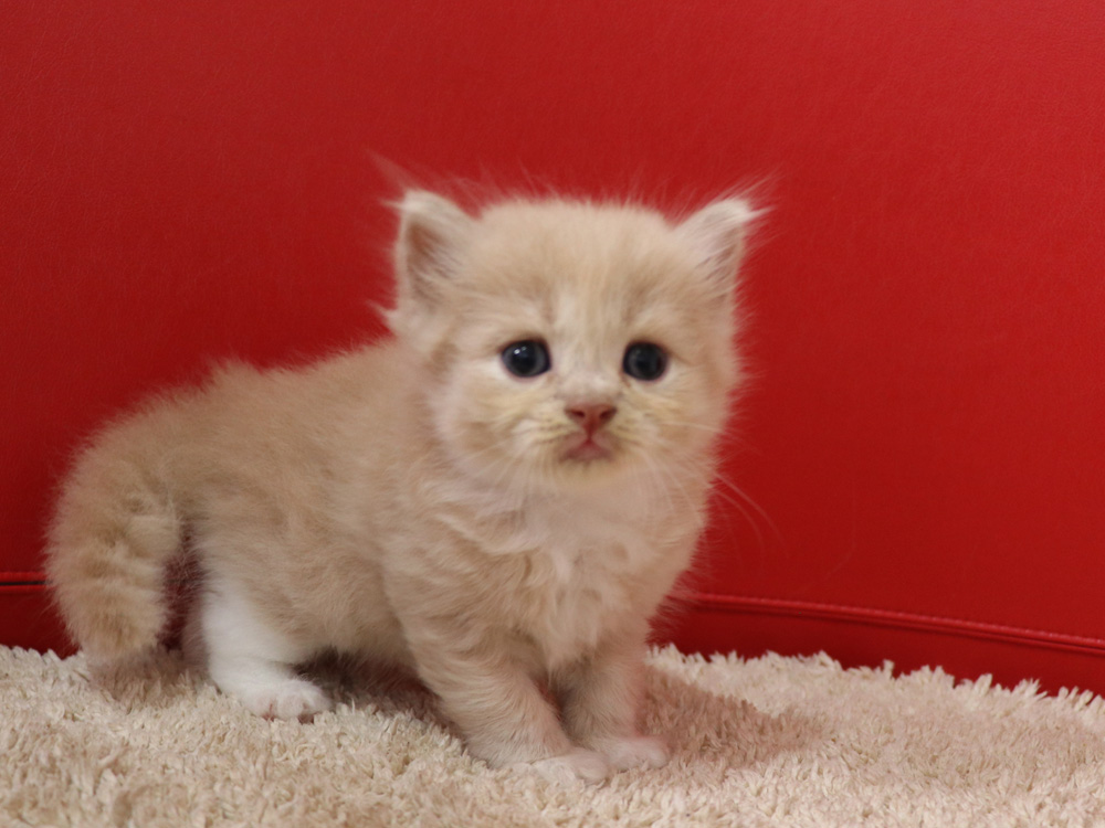 スコティッシュフォールドの子猫画像