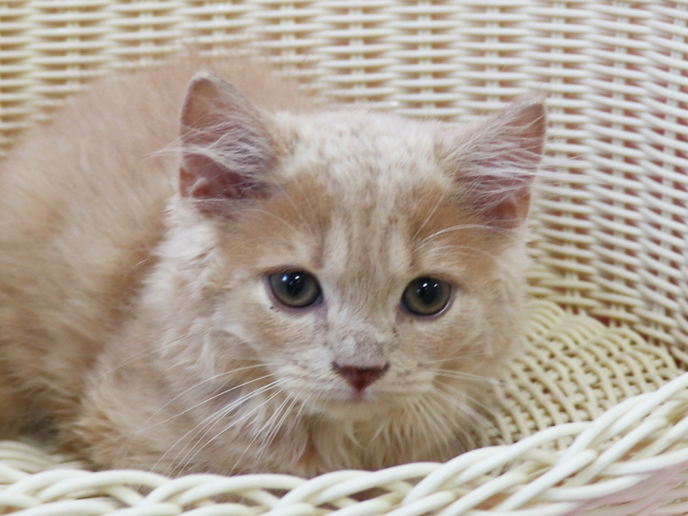 スコティッシュフォールドの子猫画像