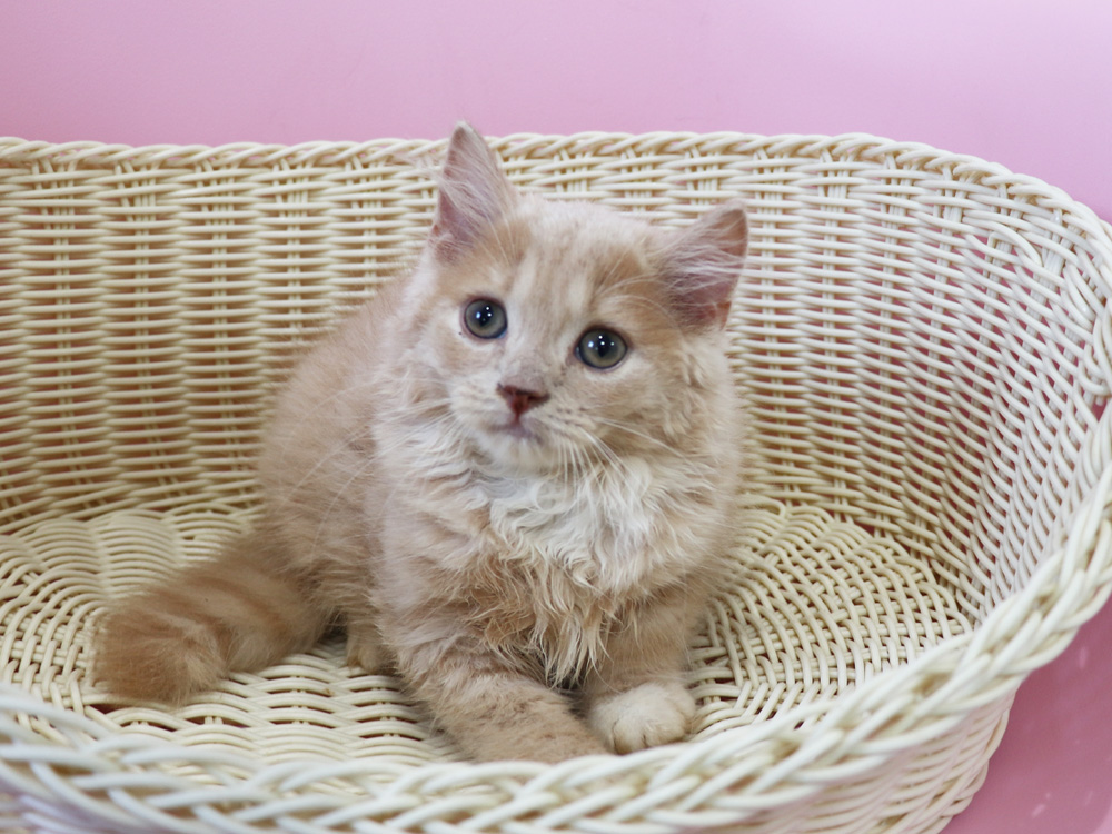 スコティッシュフォールドの子猫画像