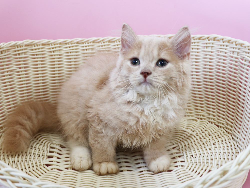 スコティッシュフォールドの子猫画像