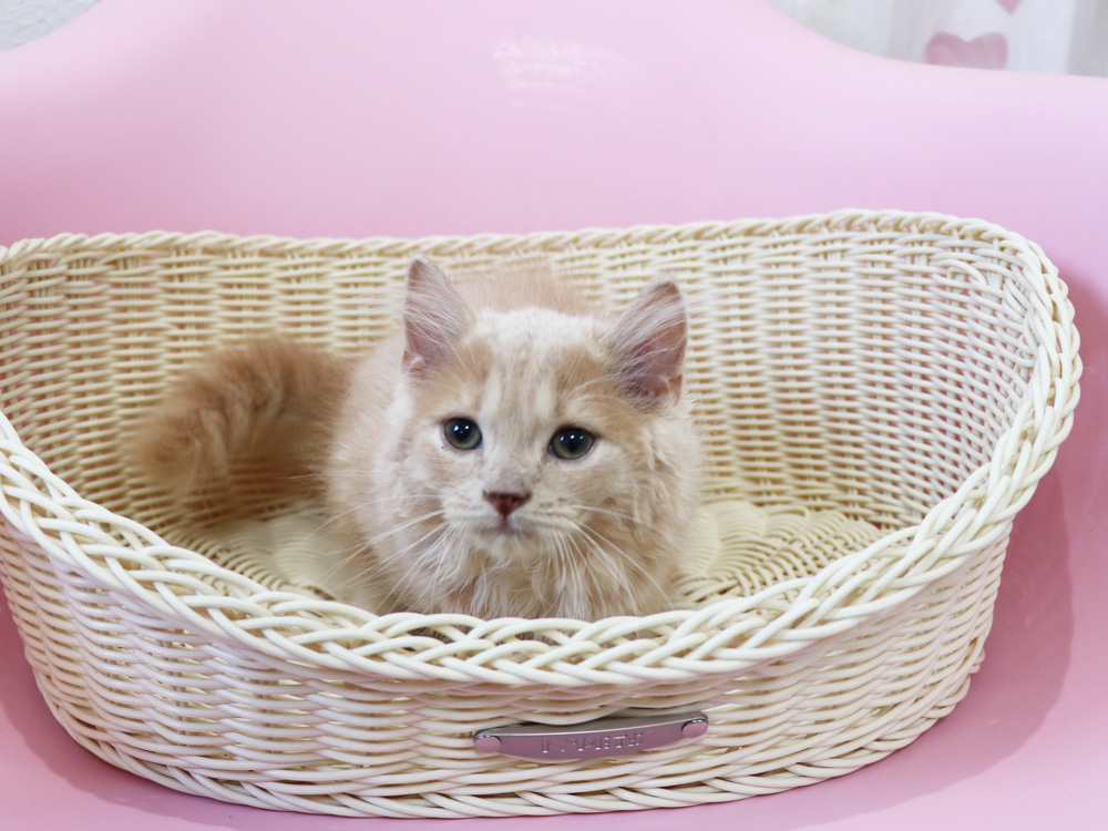 スコティッシュフォールドの子猫画像