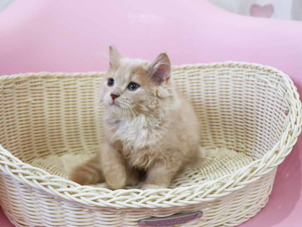 スコティッシュフォールドの子猫画像