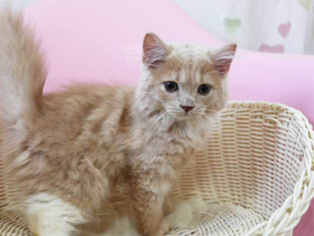 スコティッシュフォールドの子猫画像