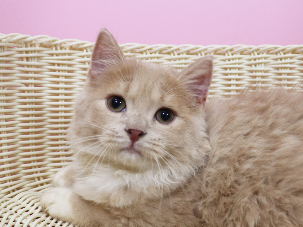 スコティッシュフォールドの子猫画像