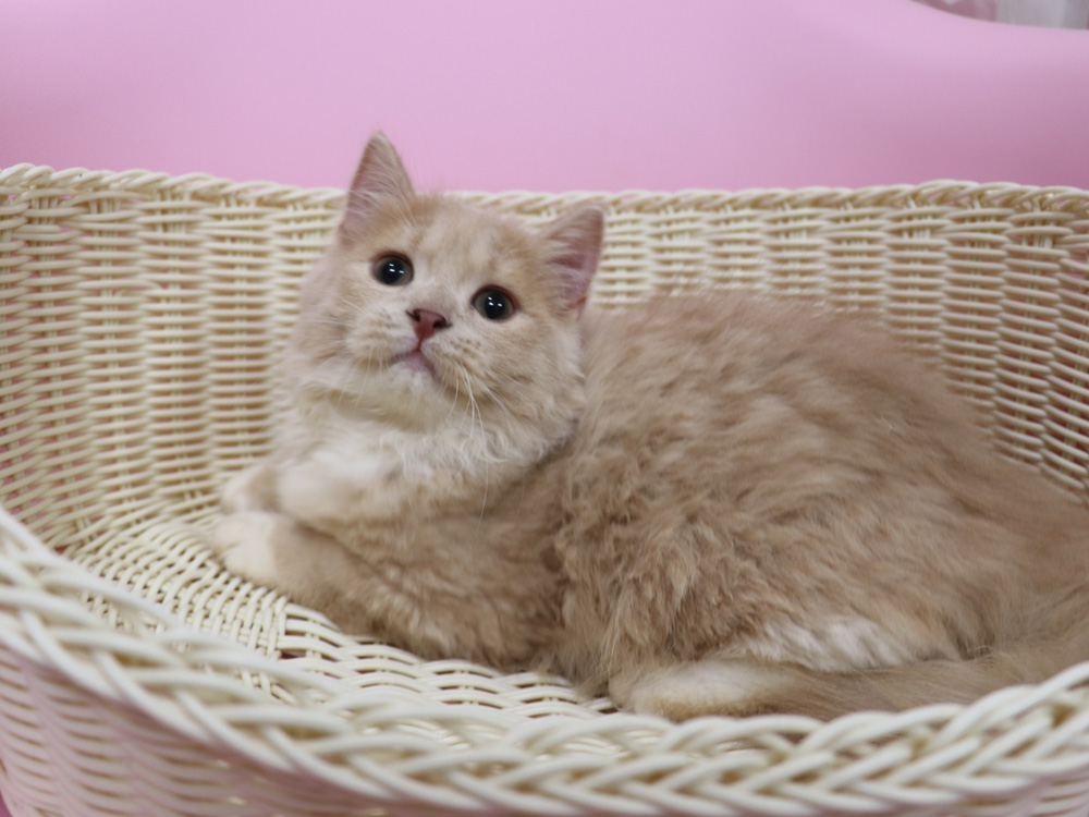 スコティッシュフォールドの子猫画像