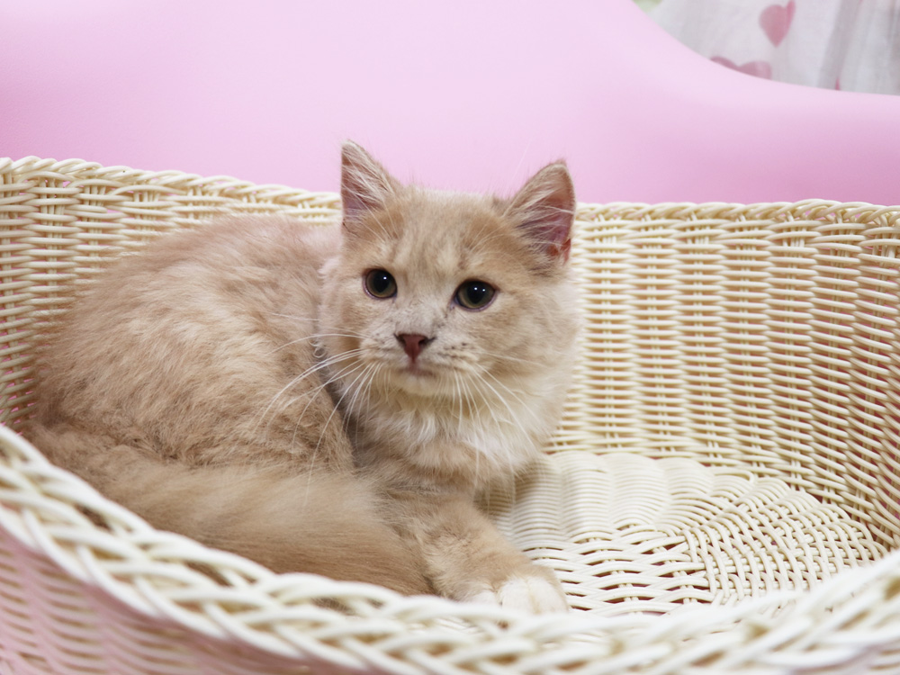 スコティッシュフォールドの子猫画像