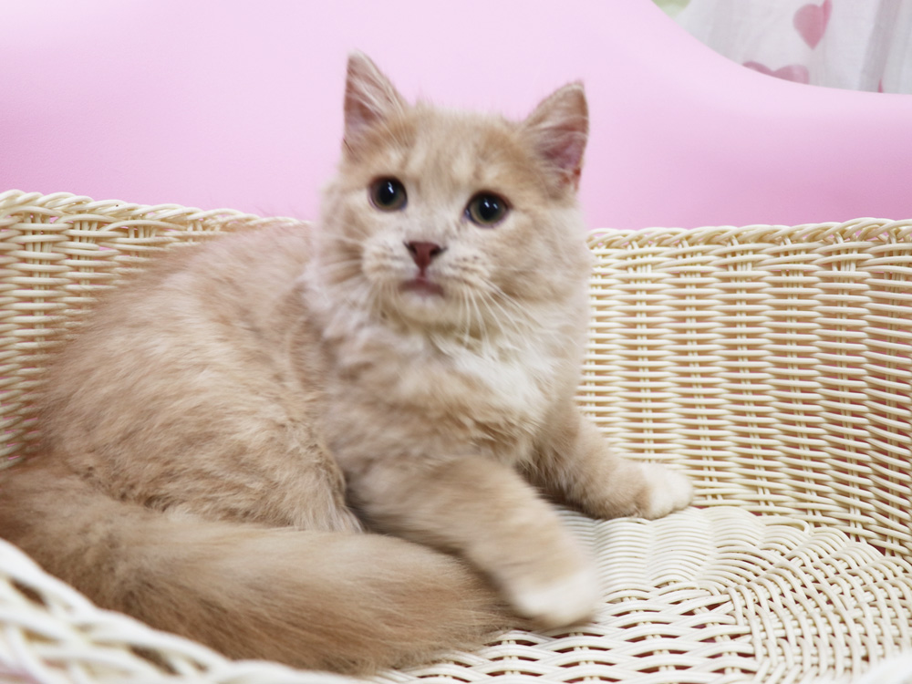 スコティッシュフォールドの子猫画像
