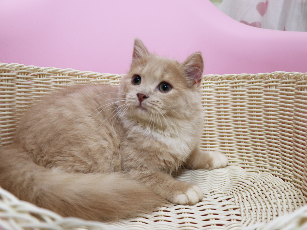 スコティッシュフォールドの子猫画像