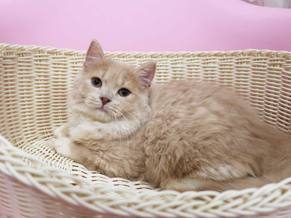 スコティッシュフォールドの子猫画像