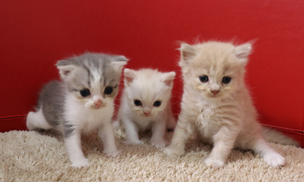 スコティッシュフォールドの子猫画像