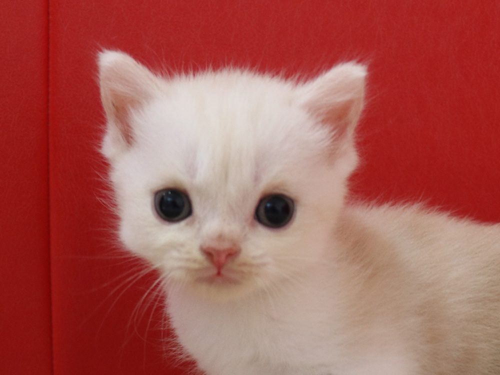スコティッシュフォールドの子猫画像