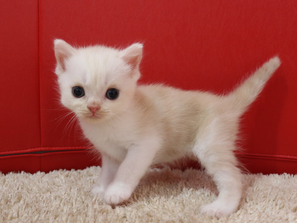 スコティッシュフォールドの子猫画像