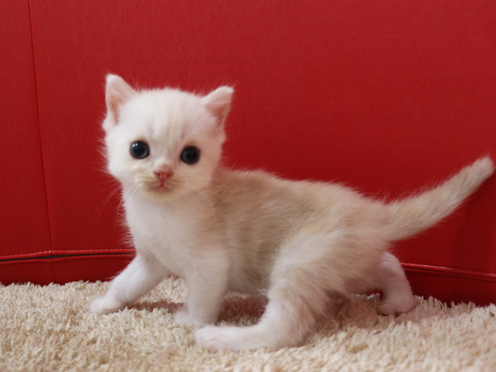 スコティッシュフォールドの子猫画像