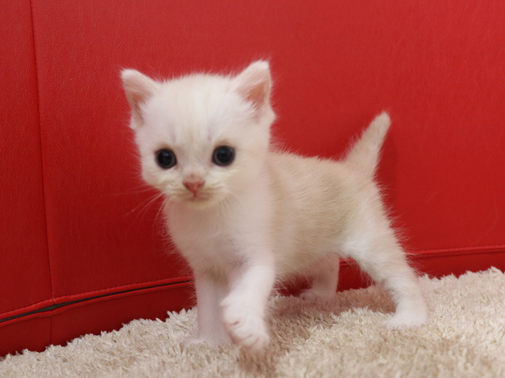 スコティッシュフォールドの子猫画像