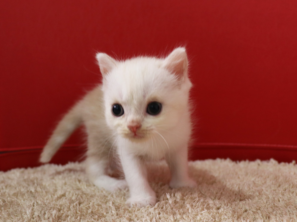 スコティッシュフォールドの子猫画像