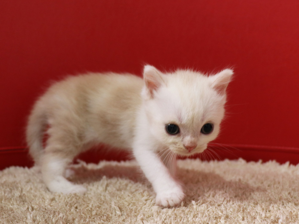 スコティッシュフォールドの子猫画像