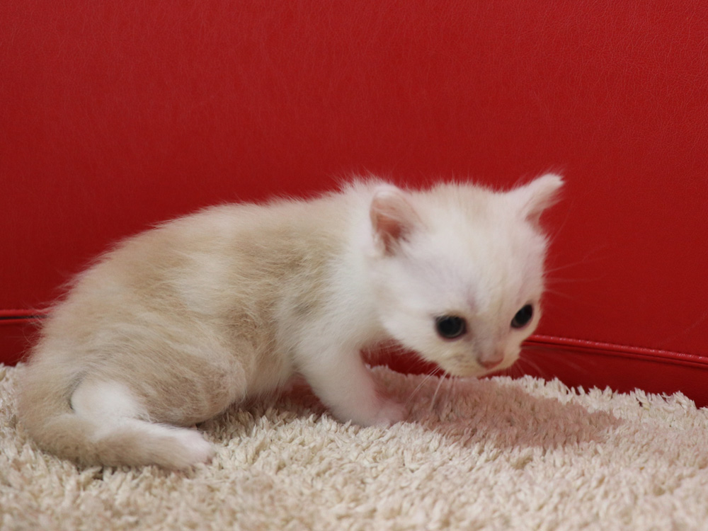 スコティッシュフォールドの子猫画像