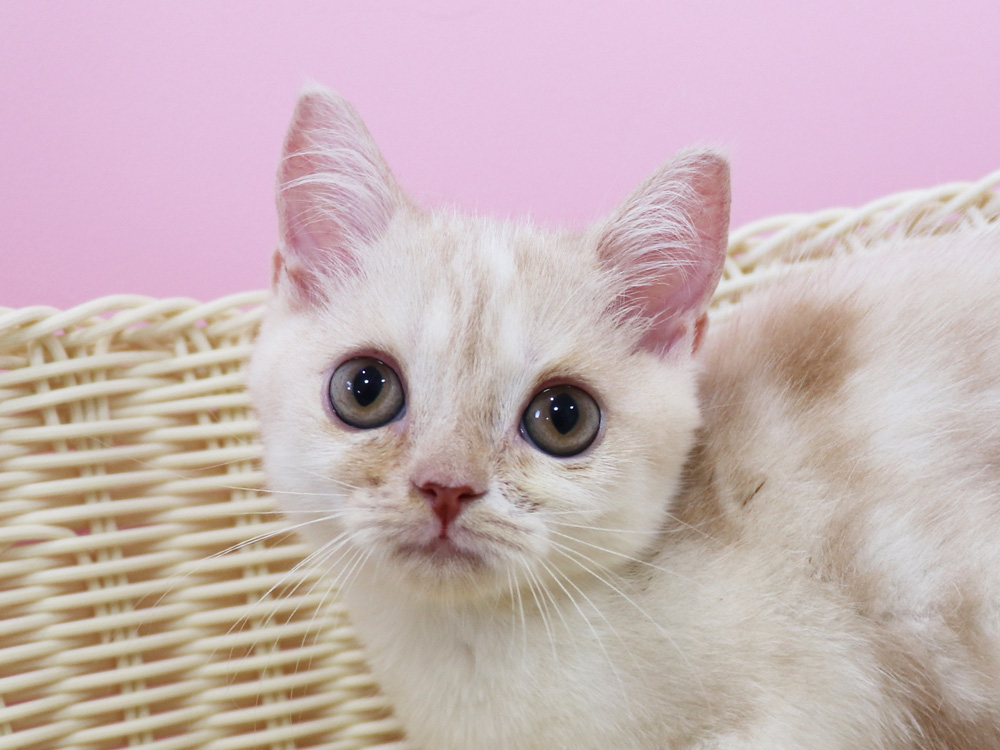 スコティッシュフォールドの子猫画像