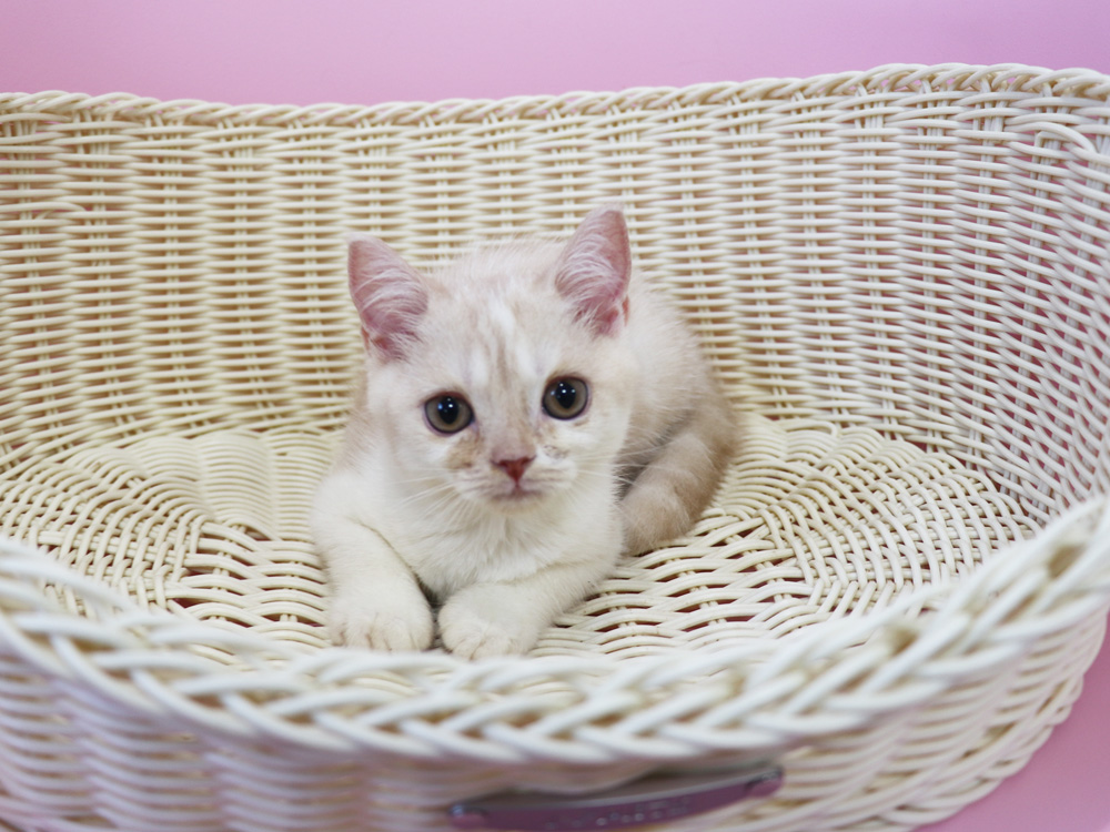 スコティッシュフォールドの子猫画像