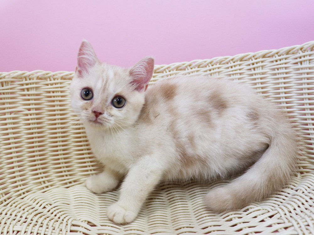 スコティッシュフォールドの子猫画像