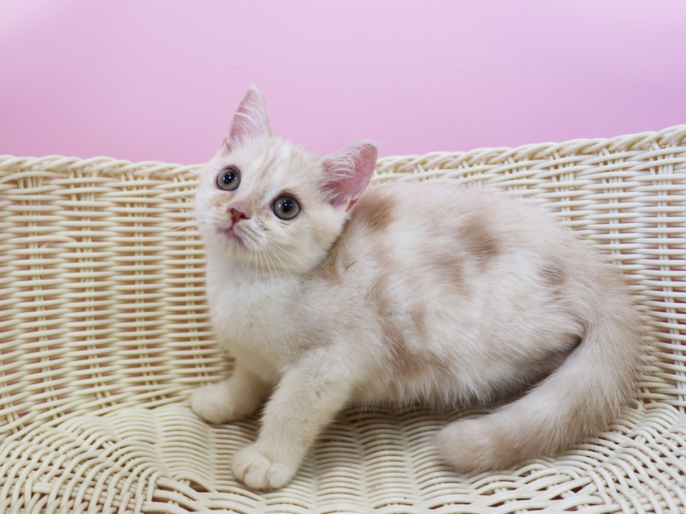 スコティッシュフォールドの子猫画像