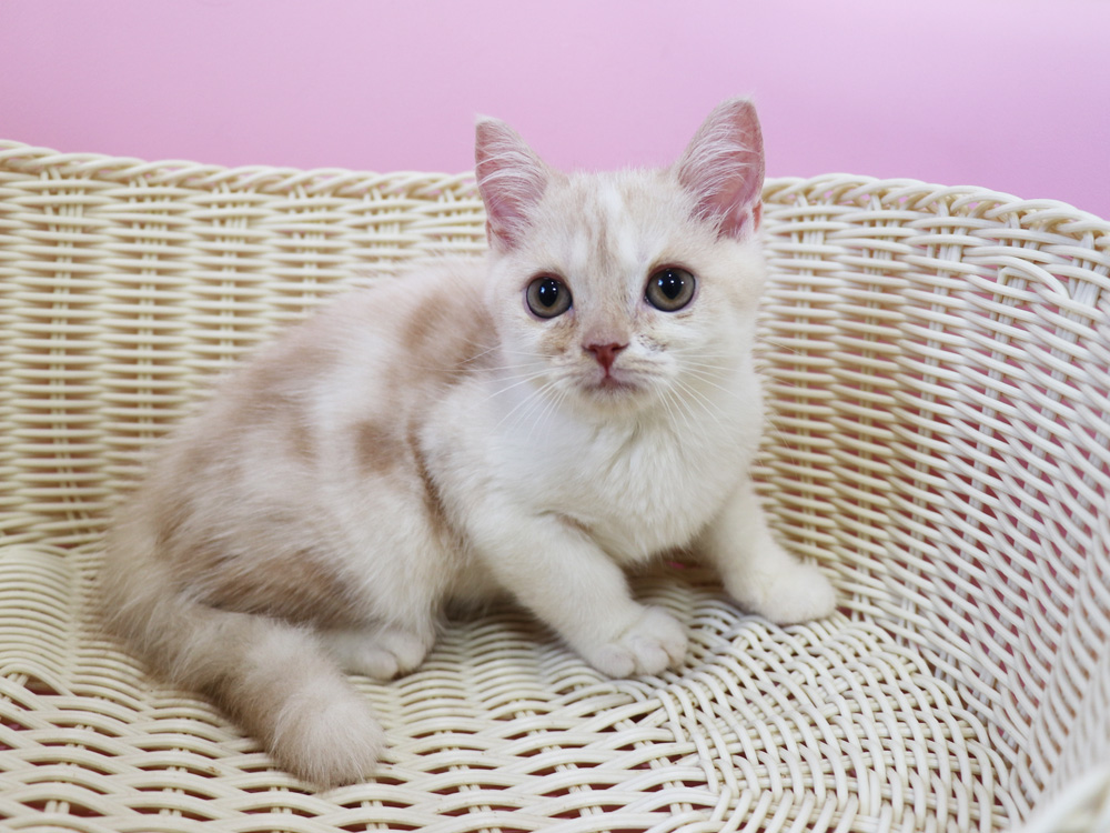 スコティッシュフォールドの子猫画像