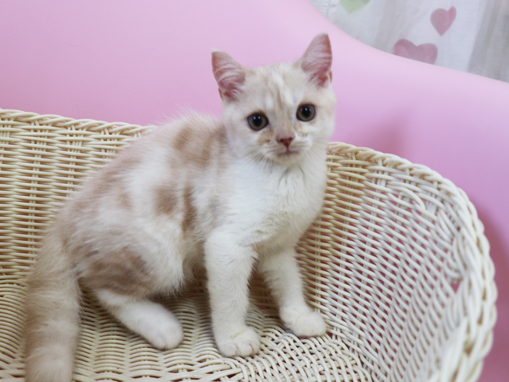 スコティッシュフォールドの子猫画像