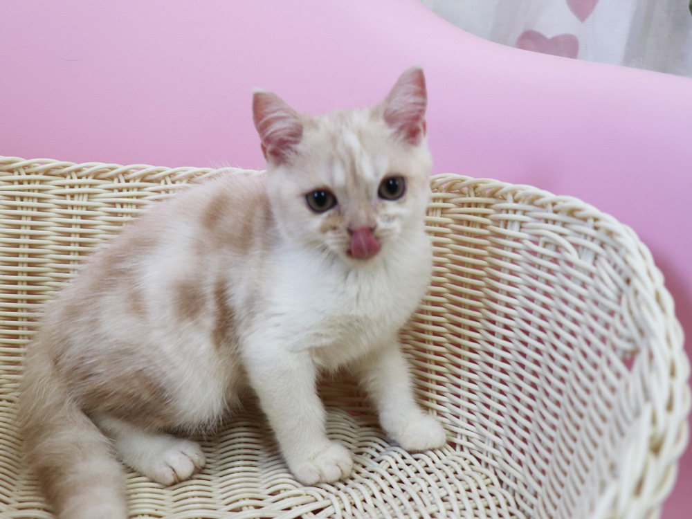 スコティッシュフォールドの子猫画像