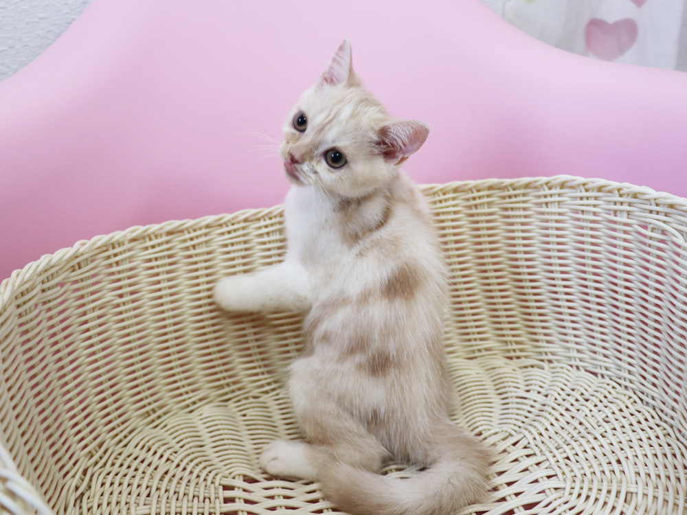 スコティッシュフォールドの子猫画像