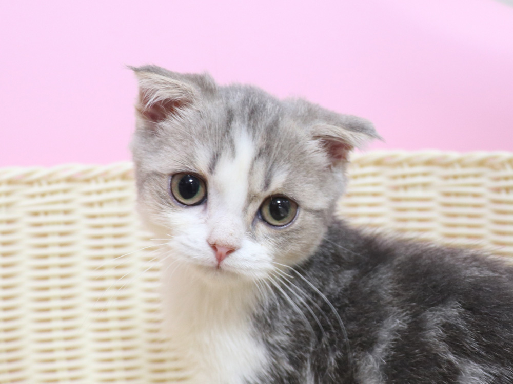 スコティッシュフォールドの子猫画像