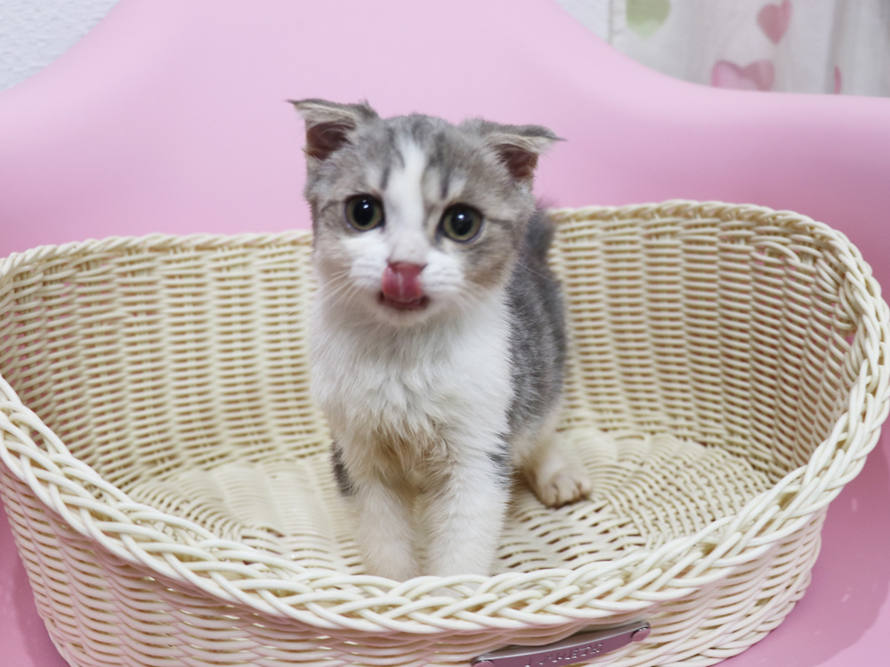 スコティッシュフォールドの子猫画像