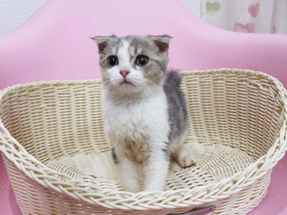 スコティッシュフォールドの子猫画像