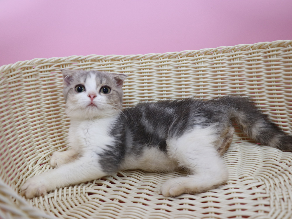 スコティッシュフォールドの子猫画像