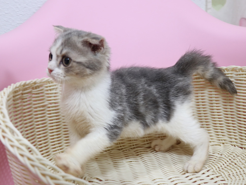 スコティッシュフォールドの子猫画像