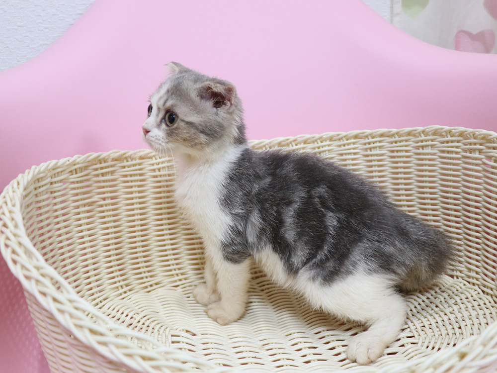 スコティッシュフォールドの子猫画像