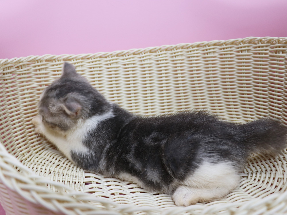 スコティッシュフォールドの子猫画像