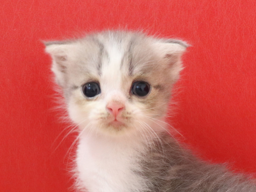 スコティッシュフォールドの子猫画像