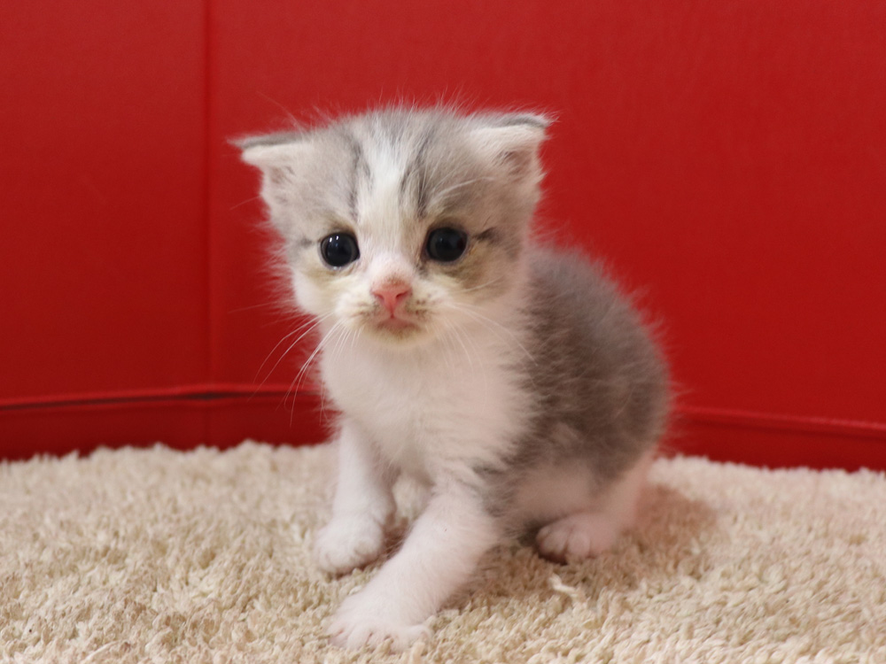 スコティッシュフォールドの子猫画像