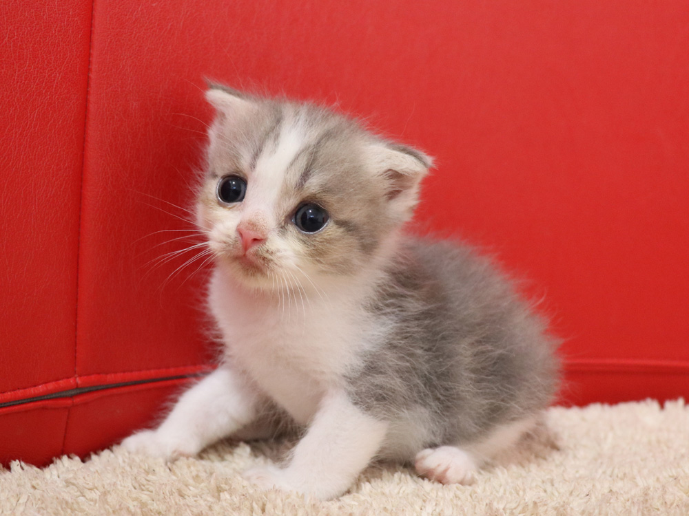 スコティッシュフォールドの子猫画像