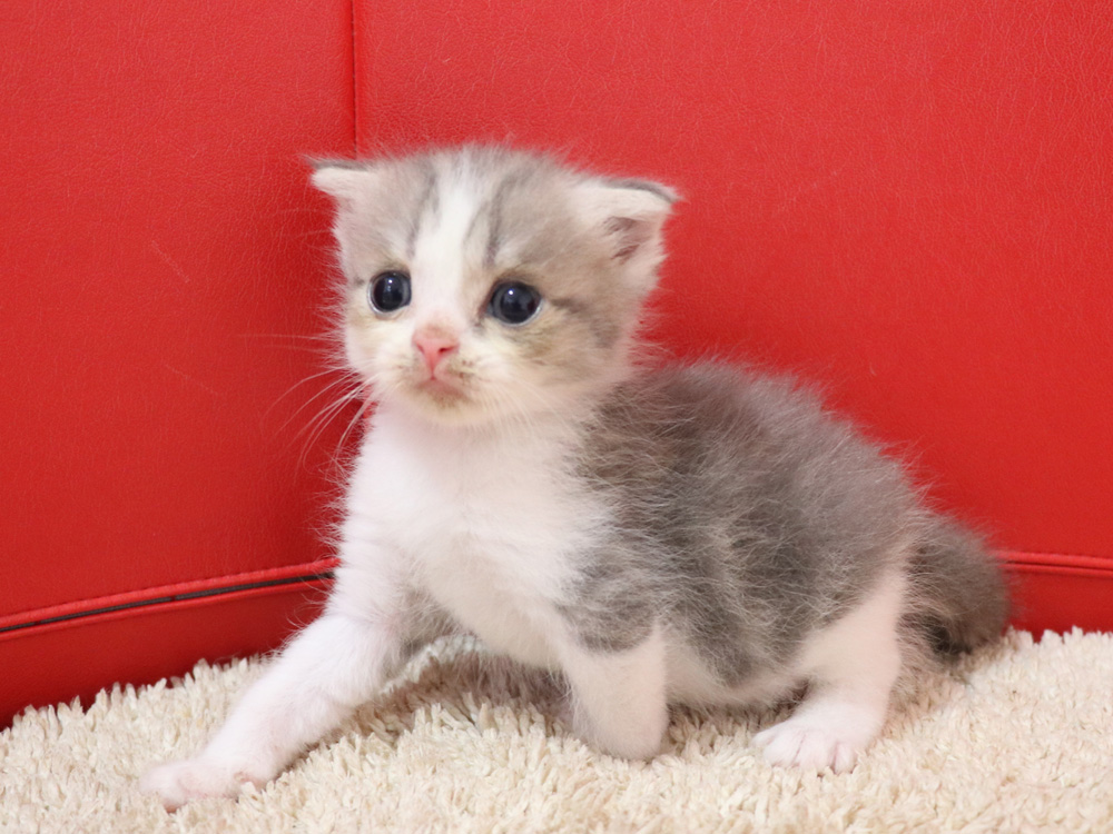 スコティッシュフォールドの子猫画像